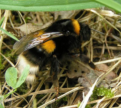Bombus_terrestris_-_Erdhummel_07.jpg