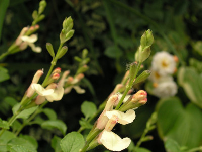 Salvia_jamensis_La_Luna_k.jpg