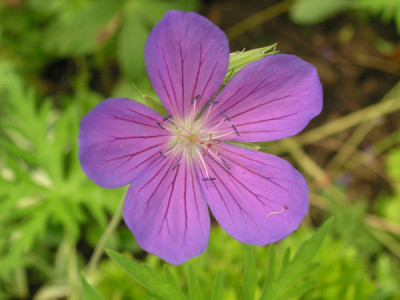 Nimbus_aeltere-Bluete_k.jpg