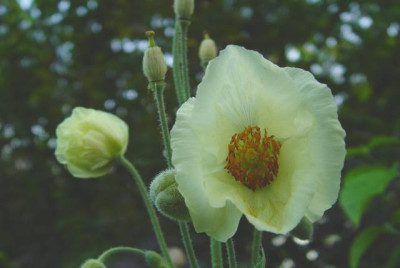 M.Napaulensis2.jpg