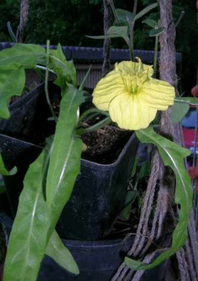 Oenothera__......._v.bakker_75.jpg