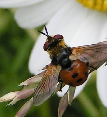 Gymnosoma_rotundatum_-_Raupenfliege_01.jpg