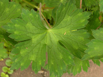 Buxtons_Blue_Blatt.jpg