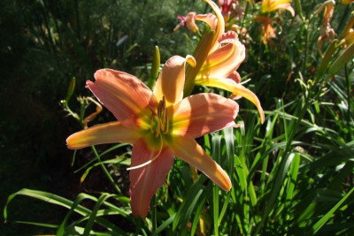 2015_0801AnfangAugust0004.jpg