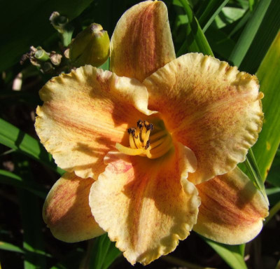 2015_0801AnfangAugust0026.jpg