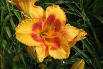 2015_0801AnfangAugust0096.jpg