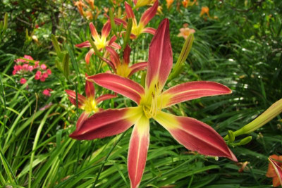 2015_0801AnfangAugust0112.JPG