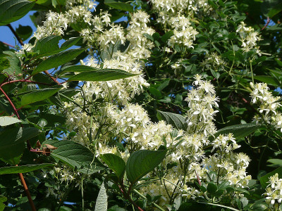 clematis_flammula_in_cornus_alba_2015-07-24_843.jpg