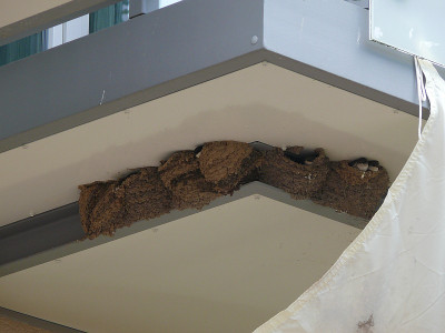 schwalben_2015-07-19_777.jpg
