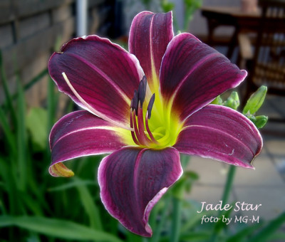 Imgp7102-Jade-Star.jpg