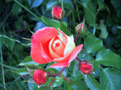gebrder_grimm_knospen_640x480.jpg