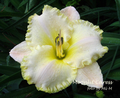 Imgp7094-MoonCaress.jpg