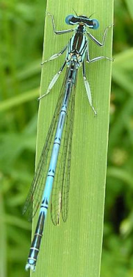 Platycnemis_pennipes_-_Blaue_Federlibelle_01.jpg