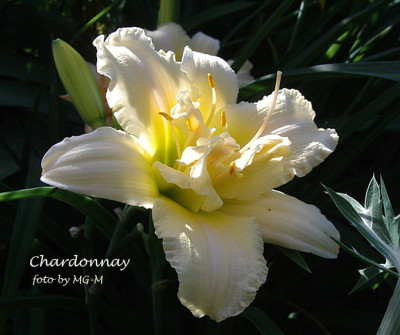 Imgp7075-Chardonnay.jpg
