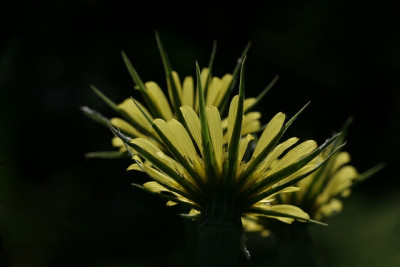 Tragopogon-im-Sonnenbad.jpg