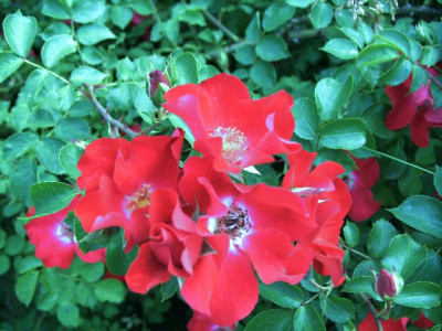 rote_max_graf_blten_640x480.jpg