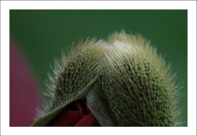 Papaver_1_02-06-2006.jpg