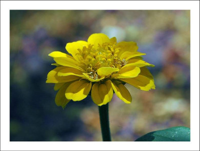 Zinia_1_18-06-2006.jpg
