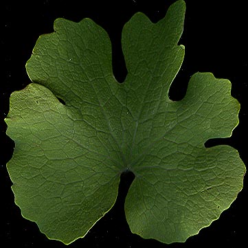 sanguinaria_canadensis.jpg