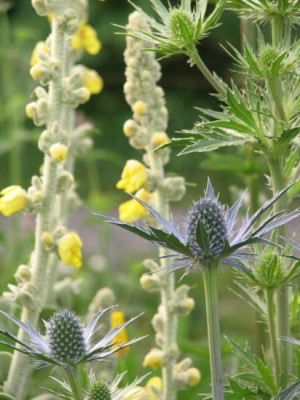 eryngium.jpg