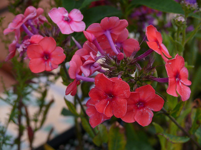 phlox_younique_orange_2015-07-30_017.jpg