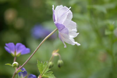 Anemone-Wild-Swan-Aug0115_095.jpg
