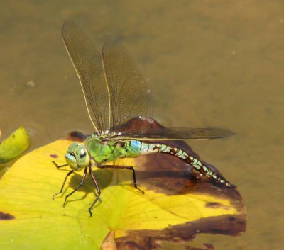 libelle111.jpg