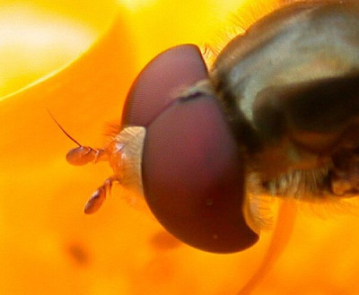 schwebfliege-auf-ringelblume-1219aa.jpg