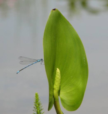 libelleblaublatt.jpg