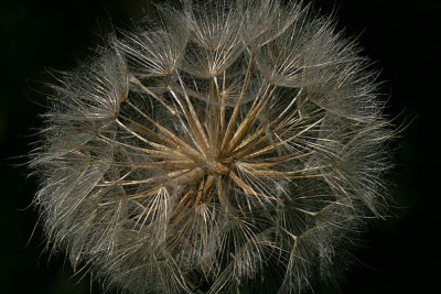 Tragopogon-Pusteblume-erste-Annaeherung.jpg