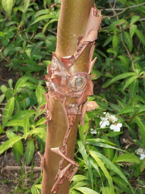 MD004459v.JPG