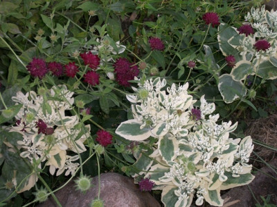 MD004467v.JPG