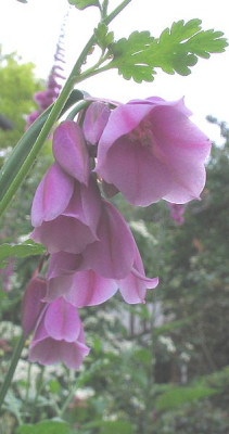 Allium_narcissiflorum_fars.jpg