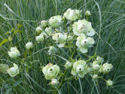 2015-08-02 Gartenimpressionen 1.jpg