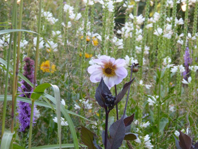 2015-08-02 Gartenimpressionen 3.jpg