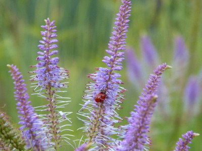 2015-08-02 Gartenimpressionen 4.jpg