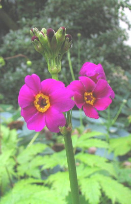 Primula_poisssonii_fars.jpg