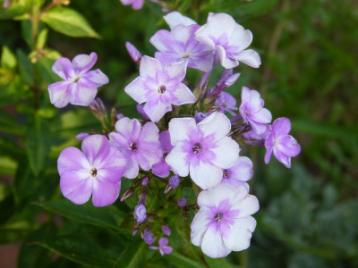 2015-08-02 Phlox Sämling.jpg