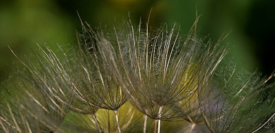 Bocksbart-Schirmchen.jpg
