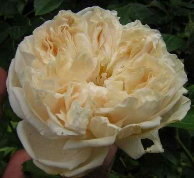 Arcadia_Louisiana_Tea1aa.jpg