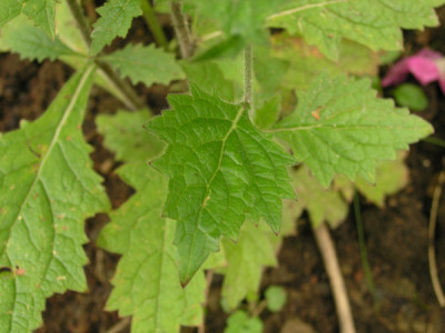 Rehmannia-angulata-Laub.jpg