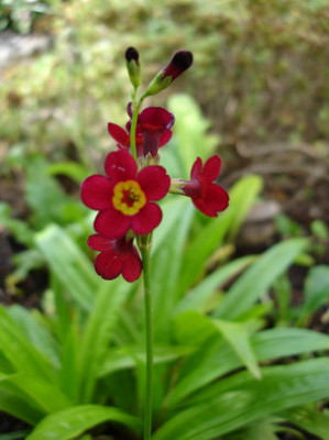 Primula_anisodora_1_Groenveranderung.JPG