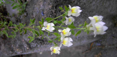 20.6.06._Antirrhinum_pulverulentum__014.JPG
