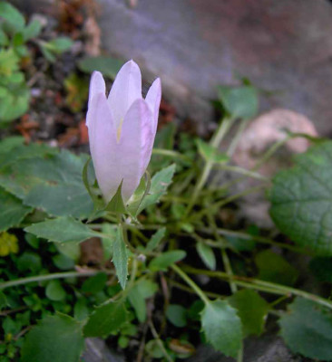 20.6.06._Camanula_betulifolia_013.JPG