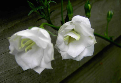 20.6.06._Campanula_pesicifolia_Alba_Plena_003.JPG