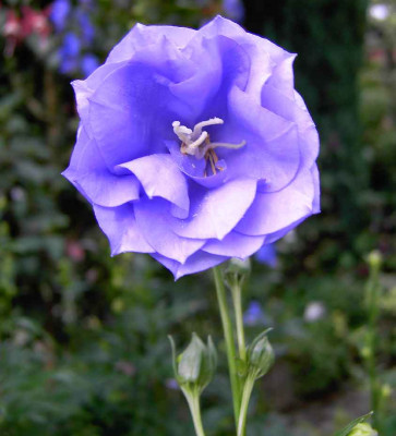 20.6.06._Campanula_persicifolia_Pride_of_Exmouth_002.JPG