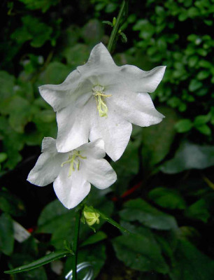 20.6.06._Campanula_nitida_x_040.JPG