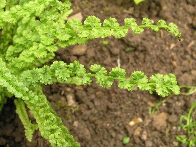 Athyrium_Frizelliae_k.jpg