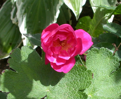 Fellemberg_G_28461.jpg.jpg