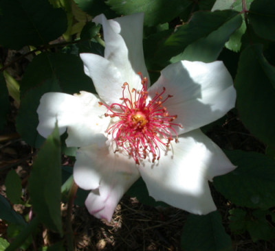 White_Wings_S1_28204.jpg.jpg
